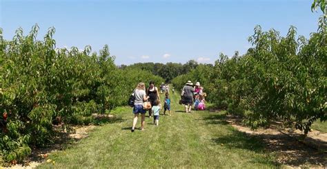 Read And Pick Peaches Terhune Orchards Princeton 25 July 2023