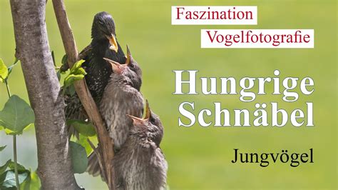 Faszination Vogelfotografie Hungrige Schnäbel YouTube