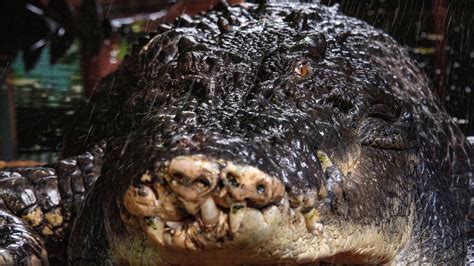 World's largest captive crocodile dies aged 110 | World News | Sky News