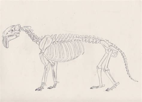 Thylacosmilus atrox skeleton by Smerjeevski on DeviantArt