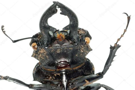 Insect Stag Beetle Head Stock Photo Image By Panxunbin 6917635