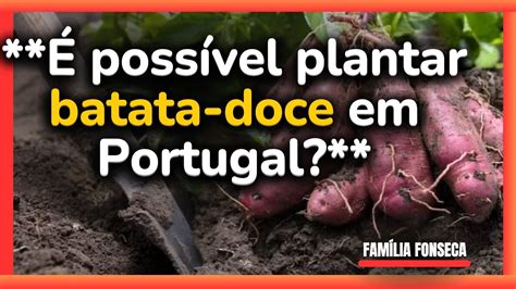 Poss Vel Plantar Batata Doce Em Portugal Youtube