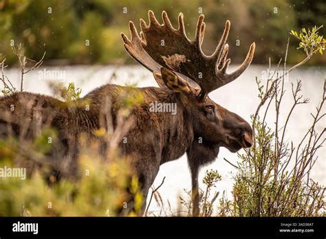 majestic moose  natural habitat   scenic lake stock photo alamy