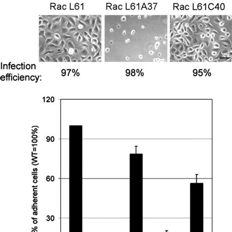 Rescue Of Tiam Deficiency By Rac Effector Mutants Wt Tiam And