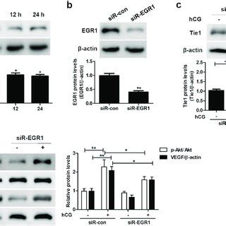 Egr Modulates Tie Expression In Svog Cells A Egr Level In Svog