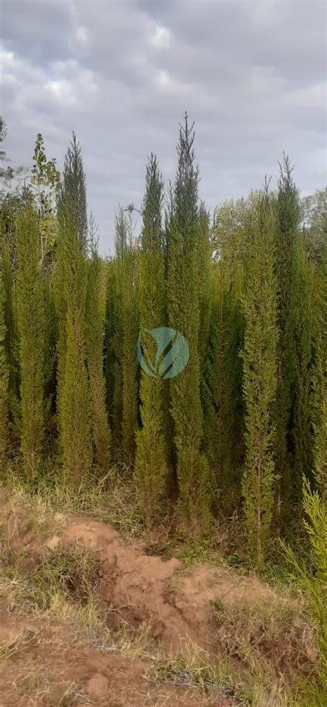 Cupressus Sempervirens Cypres De Florence Clorofila