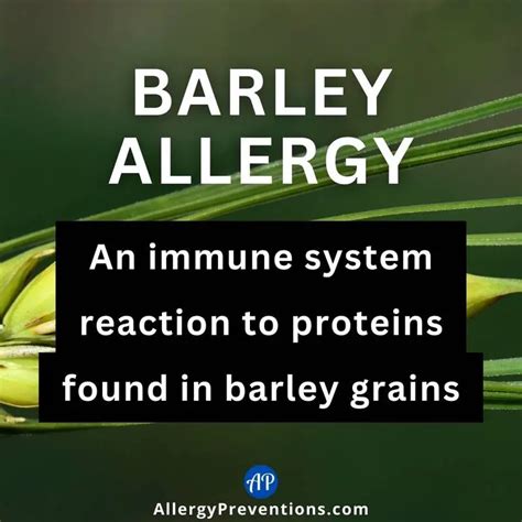 Barley Allergy: What You Need to Know - Allergy Preventions