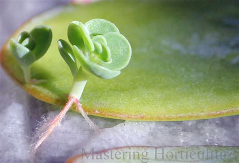 Mastering Horticulture: Adventitious Roots and Shoots on Kalanchoe ...