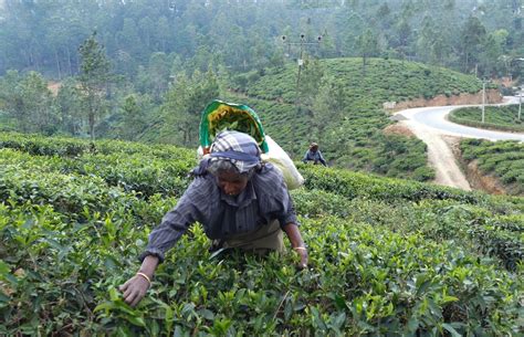 Tracing The Origins Of Sri Lankan Tea Pickers Me With My Suitcase