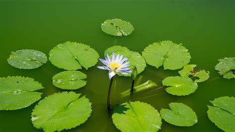 Download Wallpaper 2560x1440 Lotus Water Lily Flower Petals Water