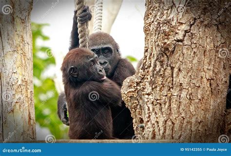 Two Baby Western Lowland Gorillas Embracing Stock Image Image Of