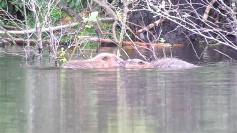 First sighting of a trio of baby beavers in Knapdale - BBC News