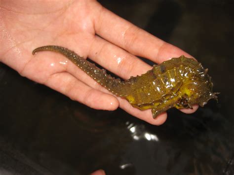 Johor Port Authority – Dugong, Otter and Seahorse Habitat Study – World ...