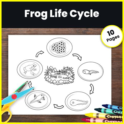 Life Cycle Of A Frog Craft Sequencing Life Cycle Card Craft Science