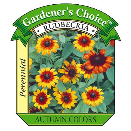 Rudbeckia Wholesale Bedding Plants Hybels Inc