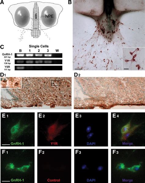 Y1R Expressed In GnRH 1 Neurons Panel A Schematic Of Nasal Explant