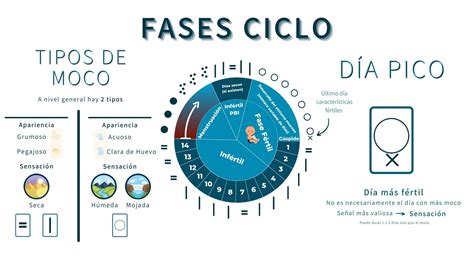 Anotar Método Billings Sinergia2