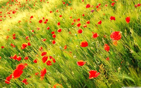 Poppy Field Mac Wallpaper Download | AllMacWallpaper