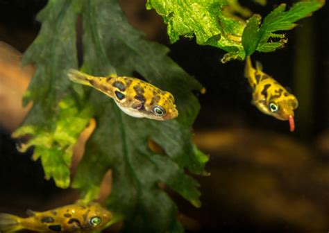 15 Best Pea Puffer Tank Mates - FishLab