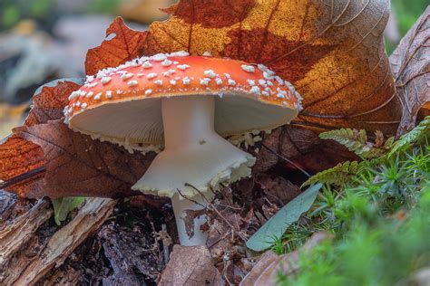 Fliegenpilz Amanita Muscaria Fliegenpilz Amanita Muscar Flickr