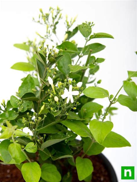 Buy Juhi Jasminum Auriculatum Plant Online From Nurserylive At