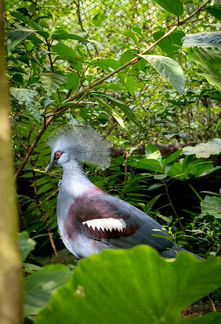 Bird Southern Crowned Pigeon Free Photo On Pixabay