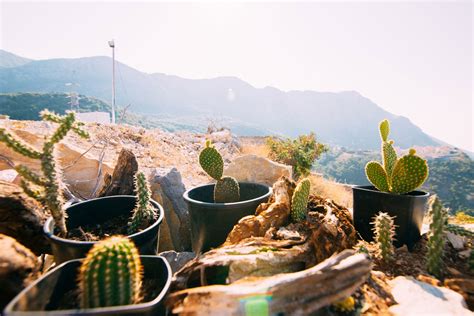 Understanding Climate Zones: Learn About Different Gardening Climates