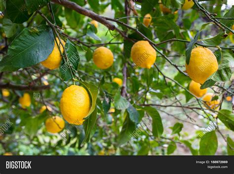 Lemon Tree Fruits Image & Photo (Free Trial) | Bigstock