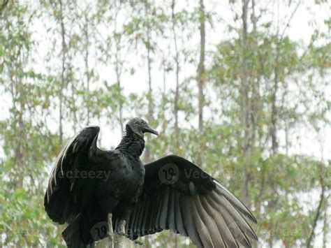 Urubu Preto Nome Cientifico Coragyps Atratus Black Vulture