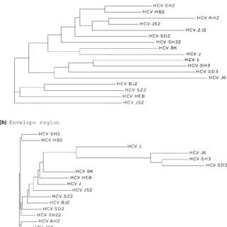 Phylogenetic Tree Analysis Of Hepatitis C Virus Hcv Strains From