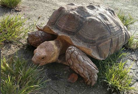 Sulcata Tortoise | Big Cat Habitat