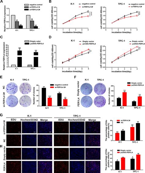 Fer1l4 Promoted Ptc Cell Proliferation A The Expression Of Fer1l4 Was