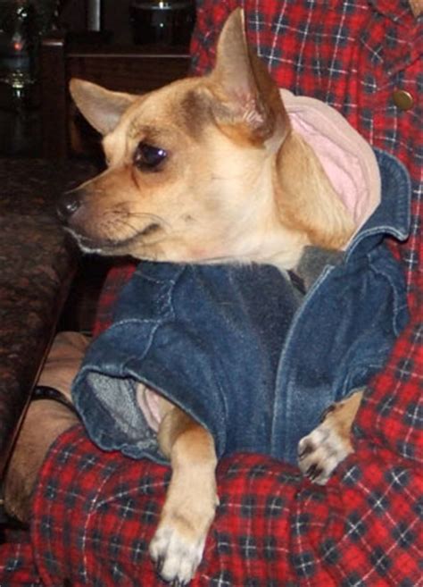 Chihuahua Clothes For Your Fashionable Little Dog - Chihuahua Clothes