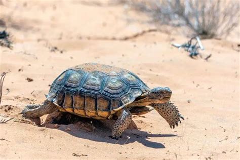 Desert-Dwelling Animal Adaptations - Nature Roamer