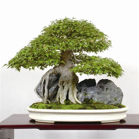 Come Curare Un Bonsai Hobby Bonsai