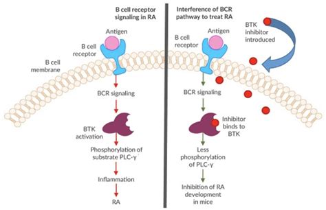 Simplified Schematic Of The Proposed Mechanism Of Btk Inhibition In Ra