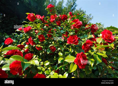 Flor de árbol los árboles los arbustos matorrales camelia Camellia