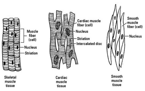 Muscular Tissue: Properties, Types, Structure and Functions