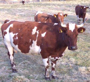 Lowline Cattle Characteristics Origin Uses Info