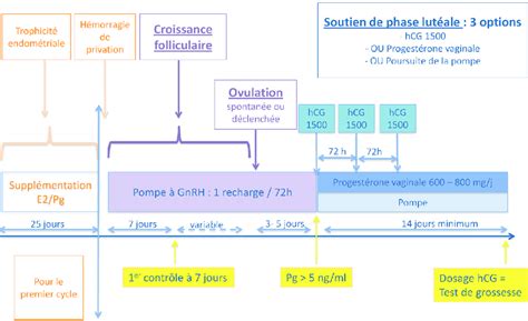 Les diffé rentes e tapes d un cycle d administration pulsatile de