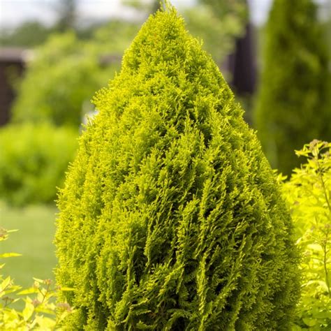 Tuja wschodnia AUREA NANA Żywotnik Platycladus Żywotnik wschodni AUREA