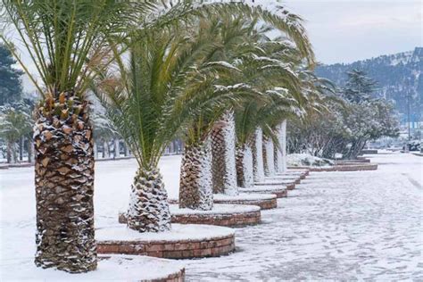 Cold-Hardy Palm Trees For Your Garden