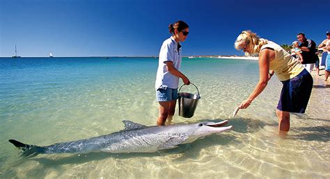 Feeding a wild dolphin, Moreton Island Qld | Australian Traveller