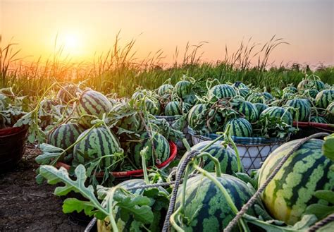 The Delightful Orange Tendersweet Watermelon - Minneopa Orchards