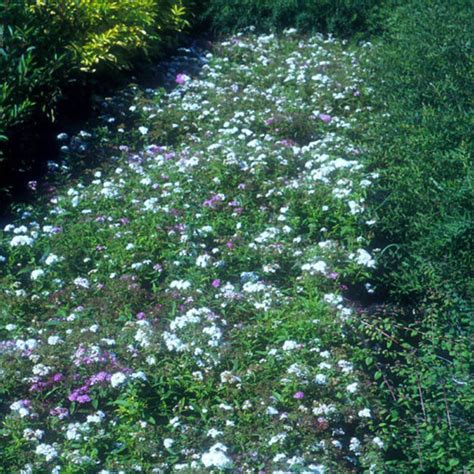 SPIRAEA JAPONICA ALBIFLORA Houtmeyers Plantencentrum En