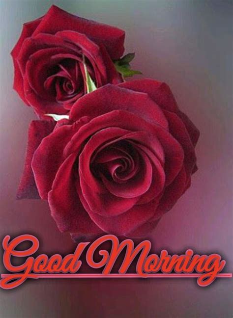 Two Red Roses With The Words Good Morning