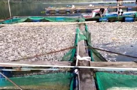 Ton Ikan Mati Di Danau Ranau Lampung Petani Rugi Rp Miliar