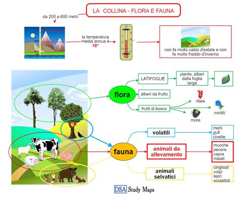 La Collina Flora E Fauna Mappa Concettuale