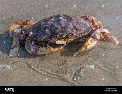 Gro E Krabbe Im Seichten Wasser An Sandigen Strand Stockfotografie Alamy