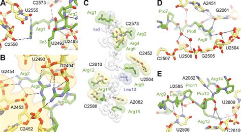 Figure 2 From Structure Of The Mammalian Antimicrobial Peptide Bac7 1 16 Bound Within The Exit